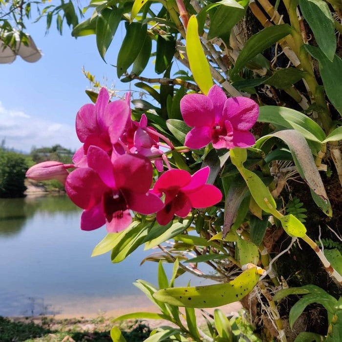 Suối Hoa Lan Nha Trang 